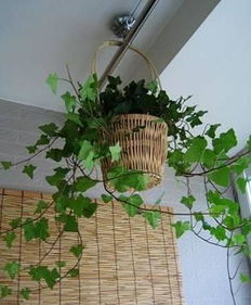 才装修的房子放什么植物除甲醛