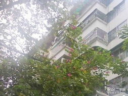 椒江东园小区二手房